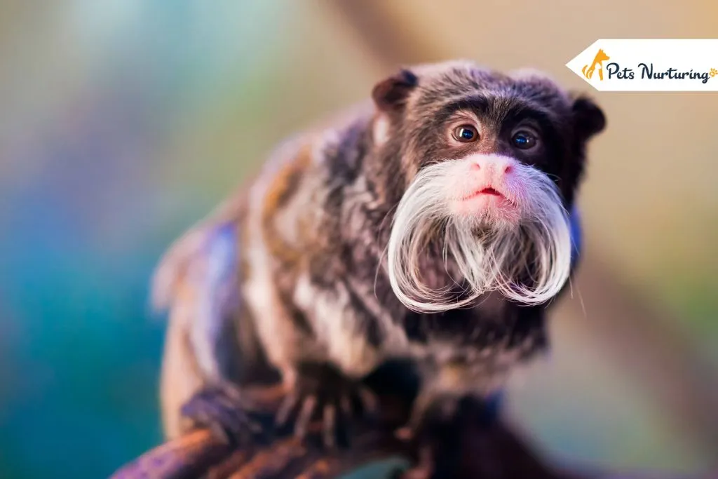 Weird Animals
