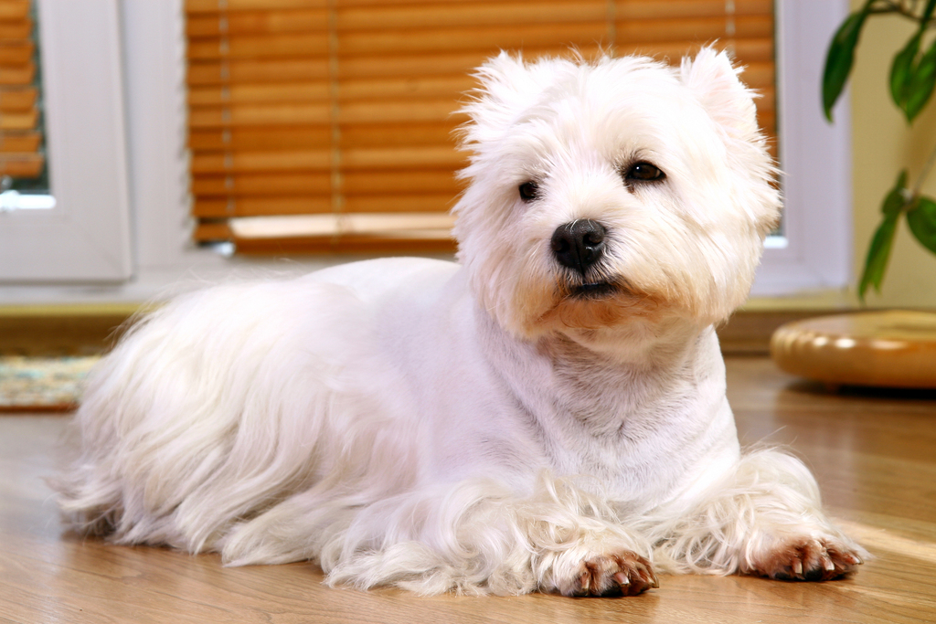 The White Pomeranian