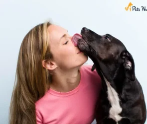 Why do dogs lick you