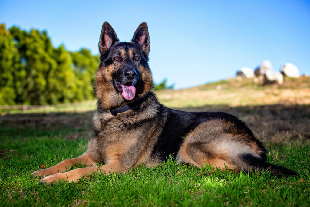 Appearance of german shepherd