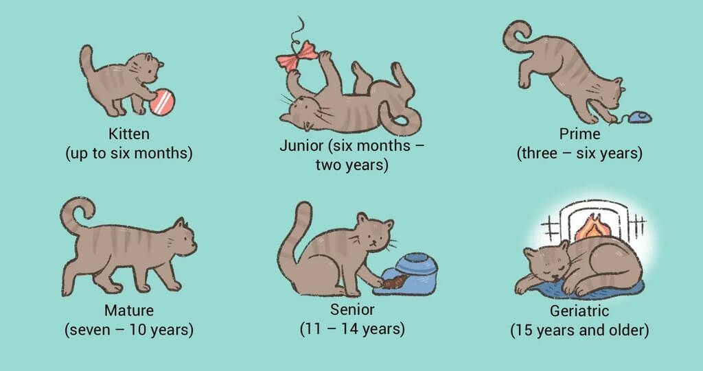 Life Stages of Cats