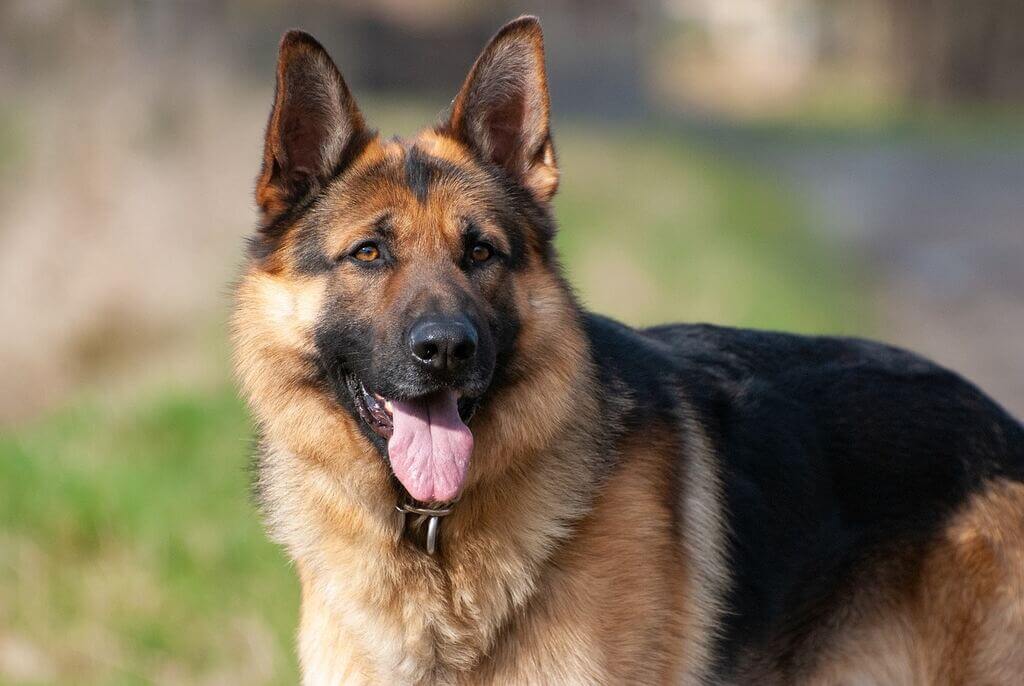 Coat and color of german shepherd