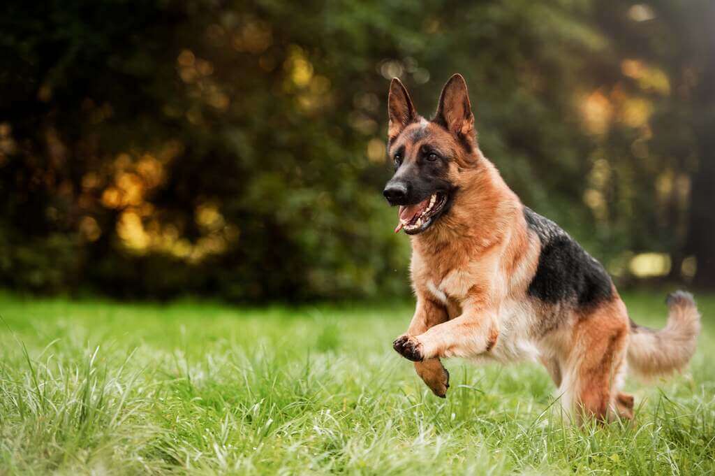 Grooming of german shepherd