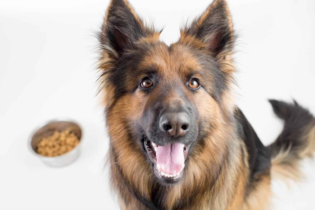 Health and nutrition of german shepherd
