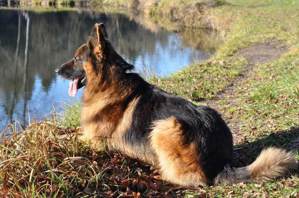 Lifespan of german shepherd