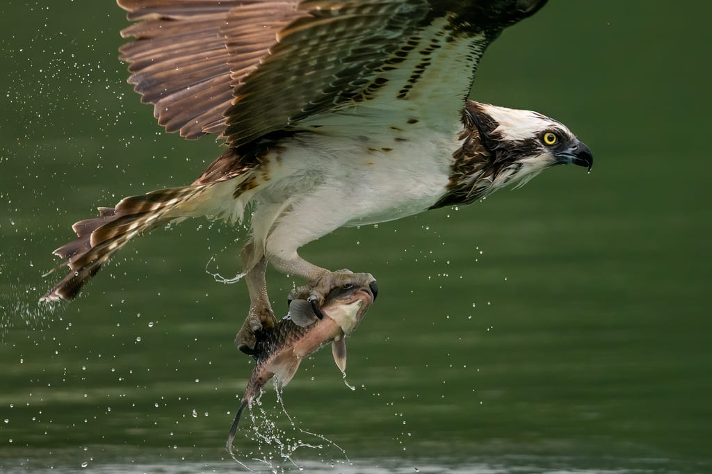 What Osprey Birds Do