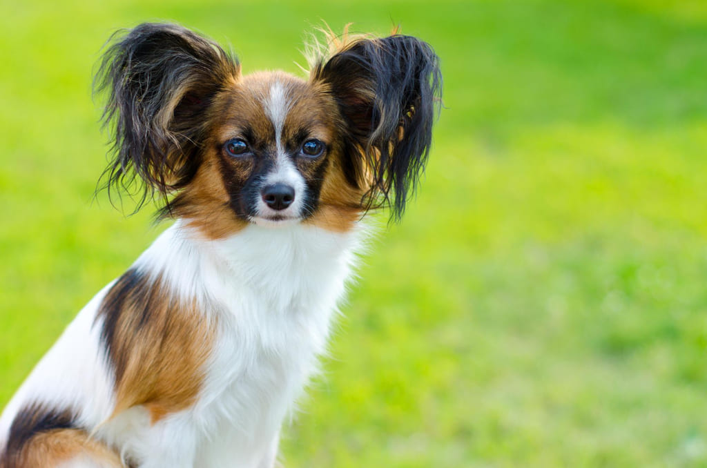 papillon dog breed
