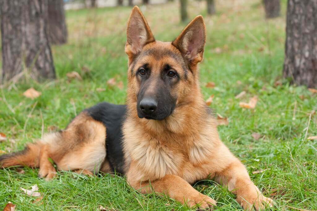 Price of german shepherd