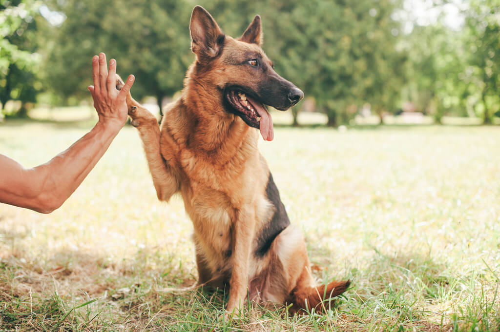 Training of german shepherd