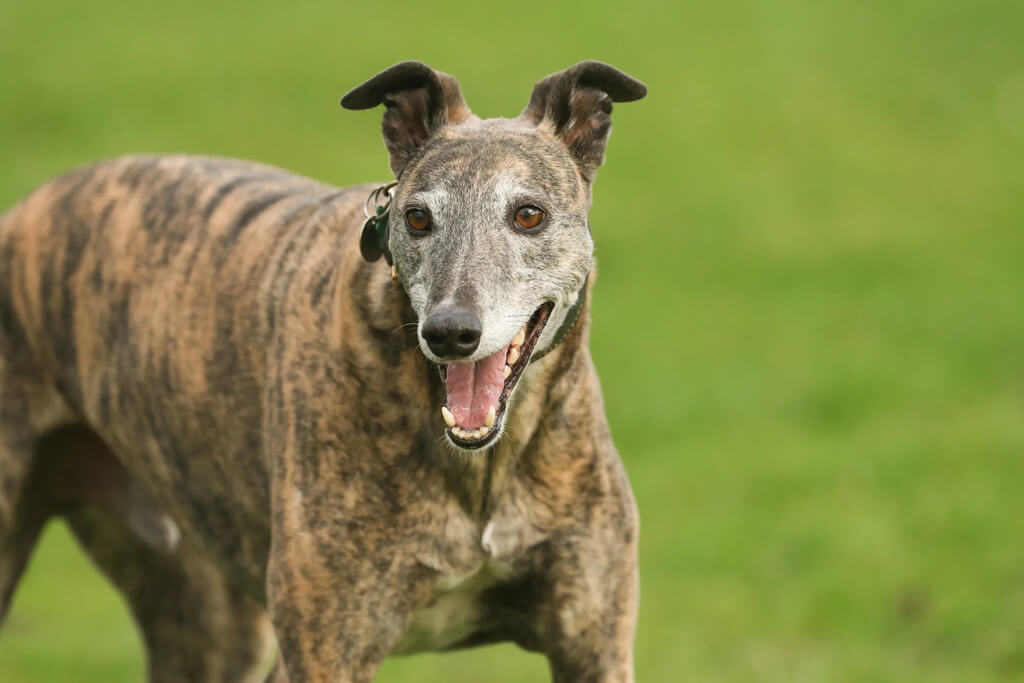 Brindle greyhound