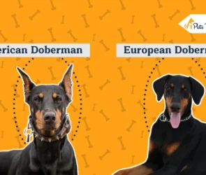 American vs European Doberman
