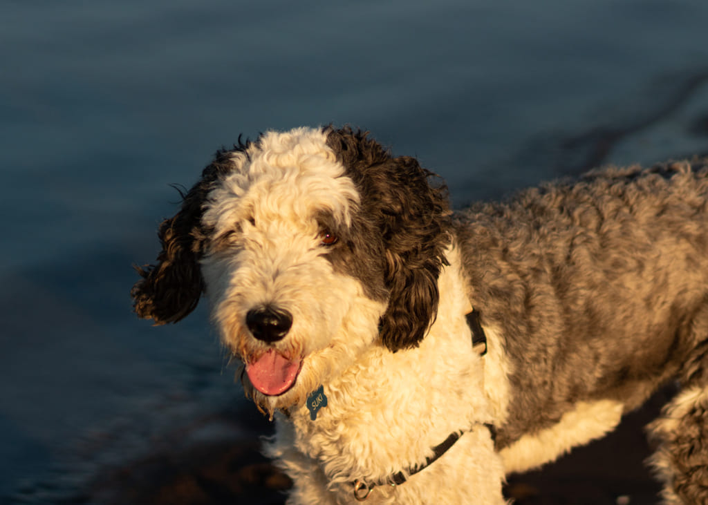 Are Sheepadoodles hypoallergenic?