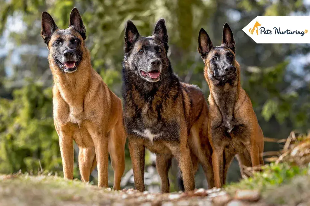 Belgian Malinois Dog Breed