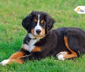 Bernese Mountain Dog Breeds