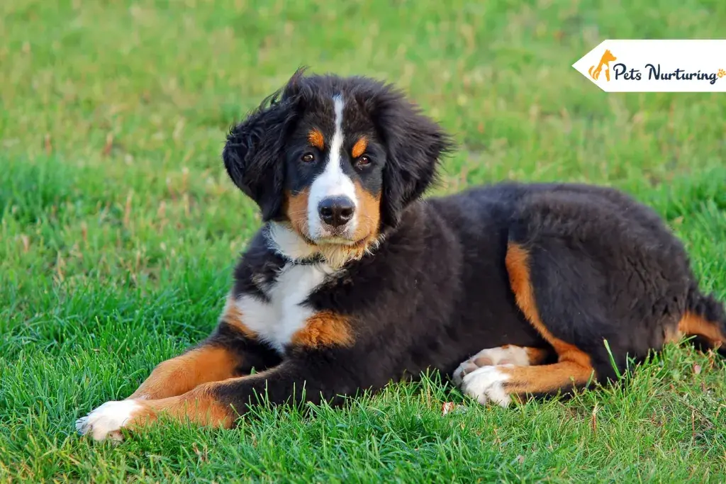 Bernese Mountain Dog Breeds