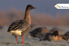 Bird Migration