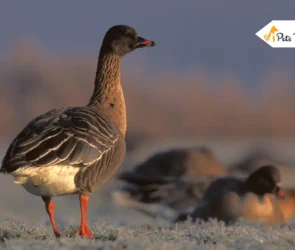 Bird Migration