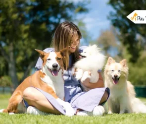 Boarding of Multiple Dogs