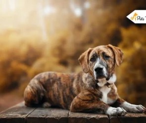 Brindle Dog Breeds