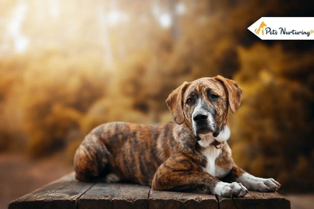 Brindle Dog Breeds