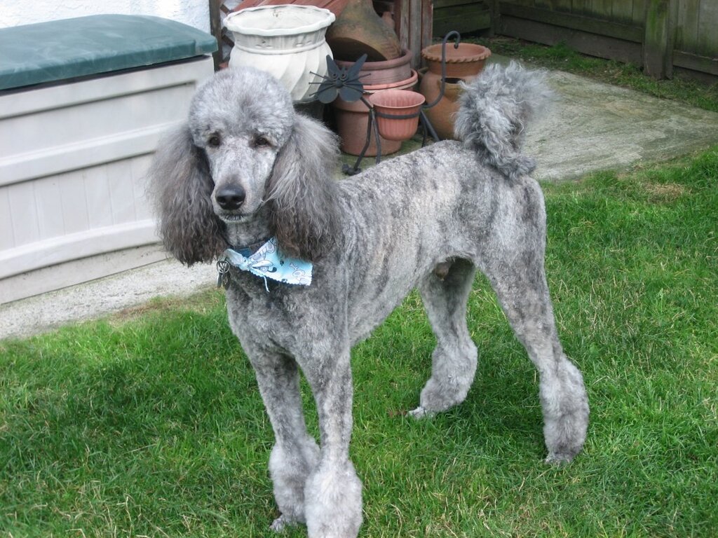 Brindle poodle