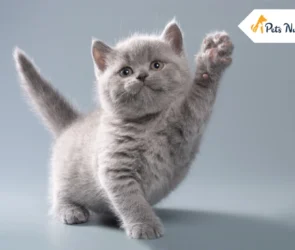 British Shorthair Cat