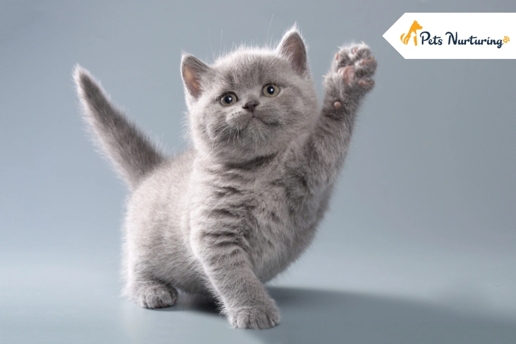 British Shorthair Cat