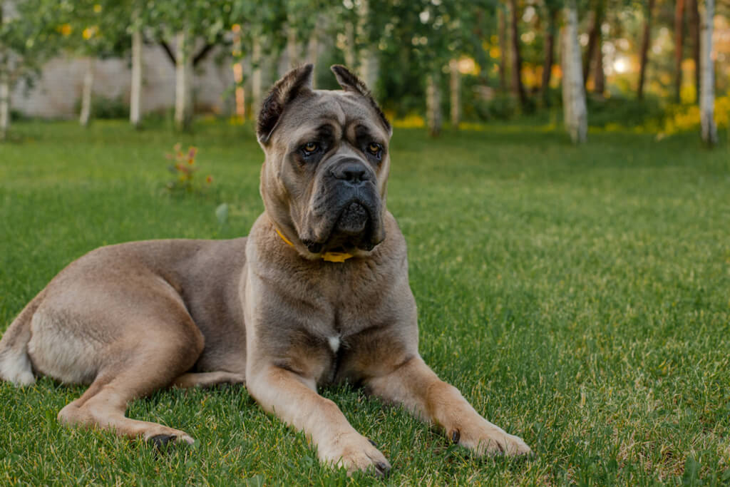 Cane Carso