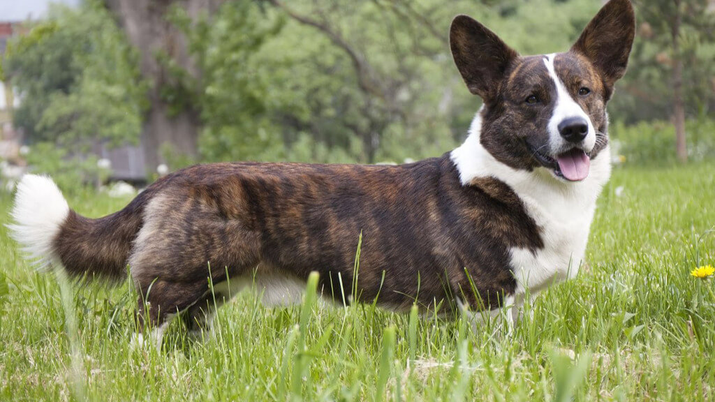 Cardigan welsh corgis dog 