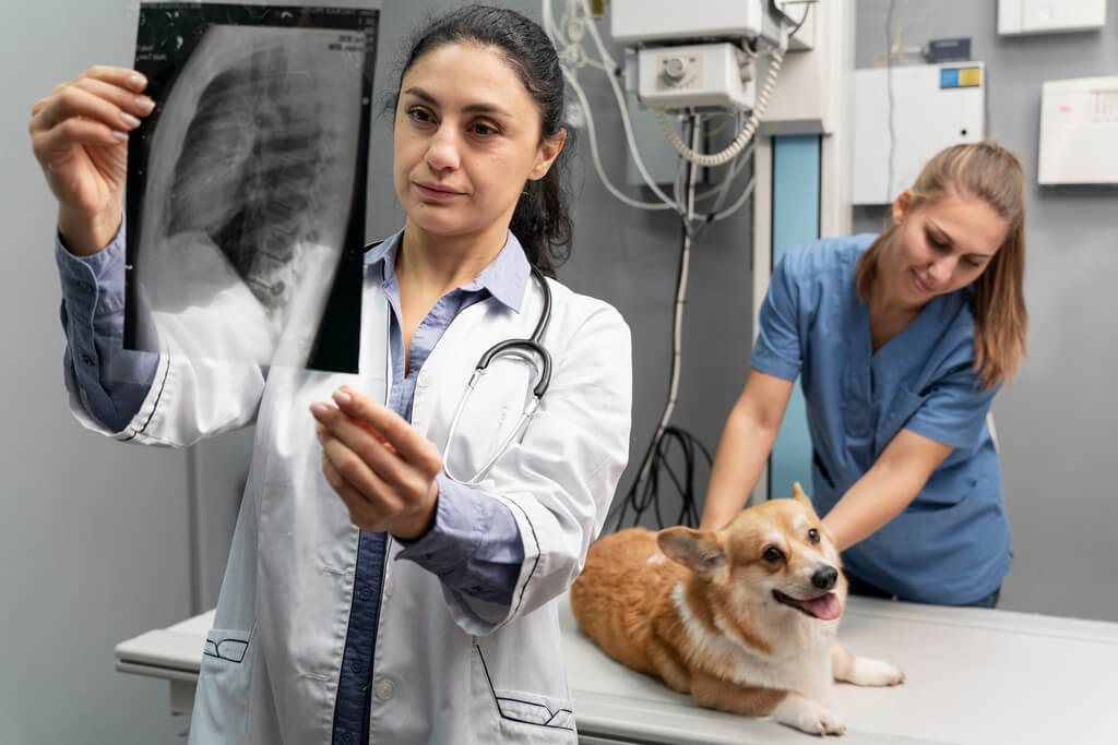 cost of veterinary care and pet insurance