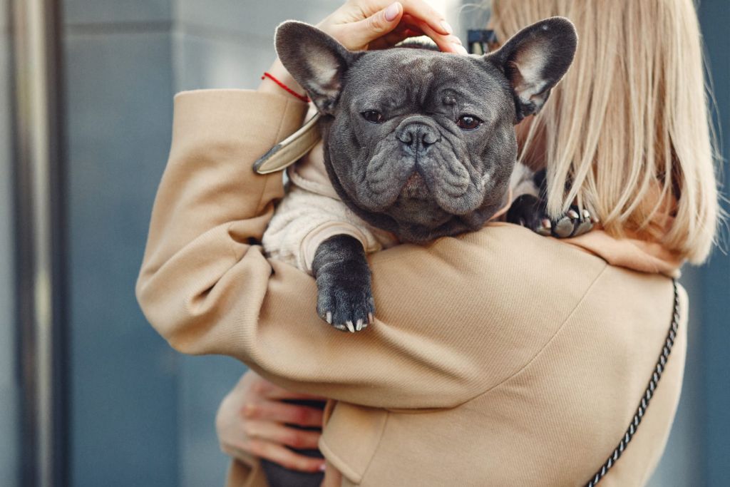 Fluffy Frenchie Appearance