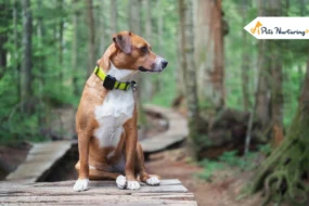 GPS tracker for dogs