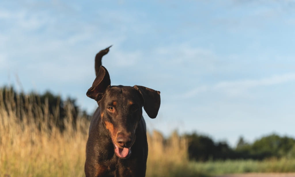 History od european doberman
