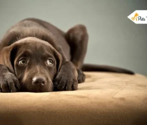 How to Calm an Anxious Dog