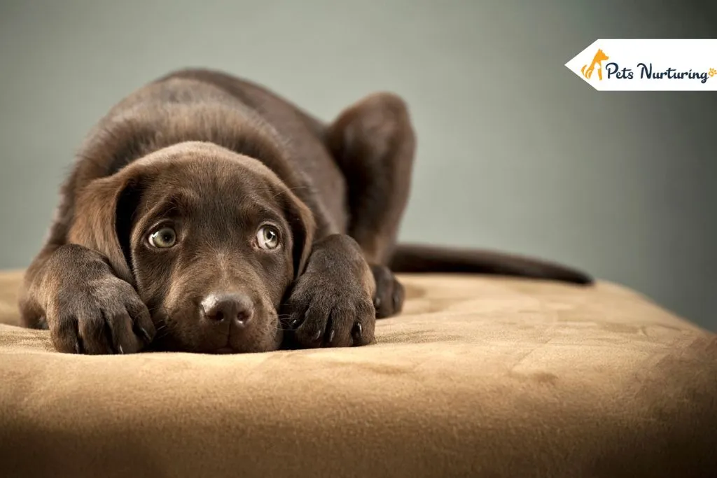 How to Calm an Anxious Dog