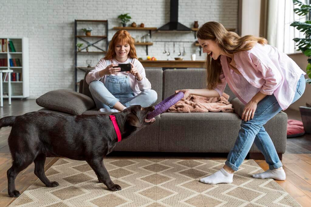 Questions you should ask to dog sitter