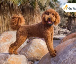 Labradoodle Dog Breed