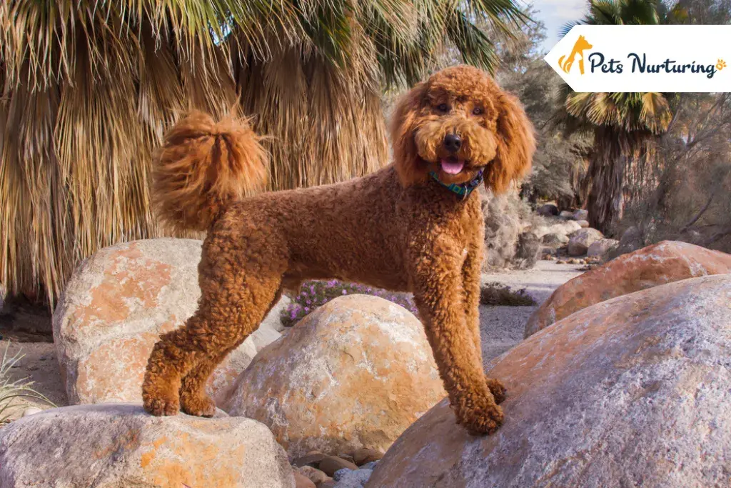 Labradoodle Dog Breed