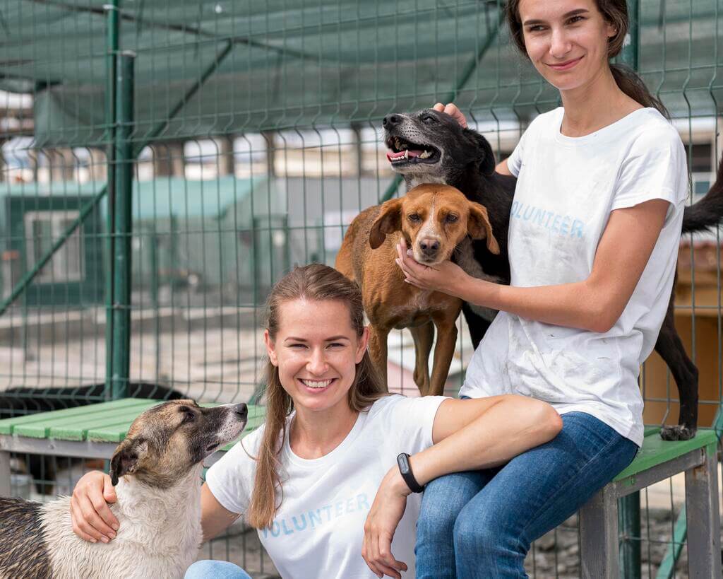 Tips for Boarding of dogs