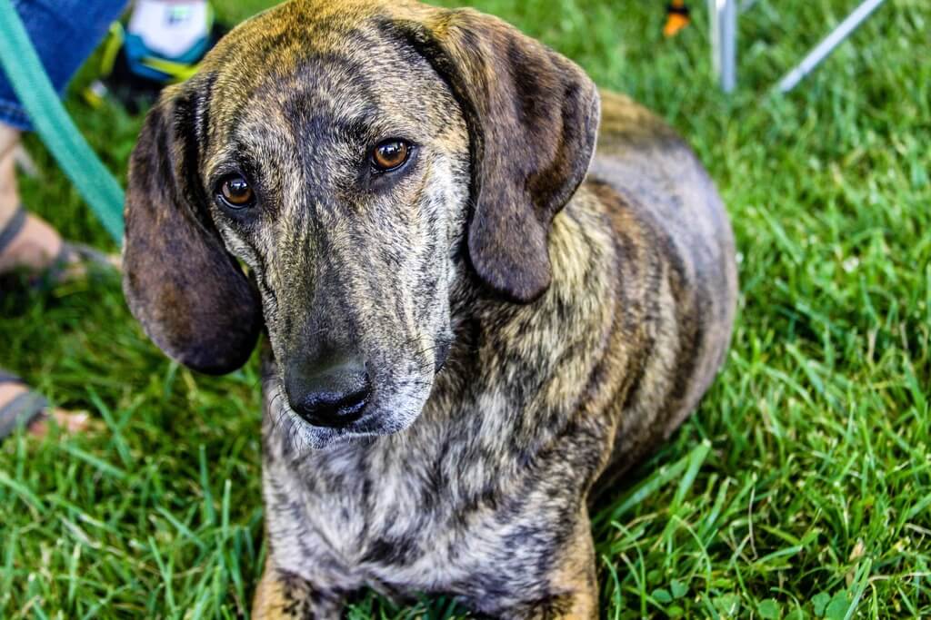 Plott Hound dog 