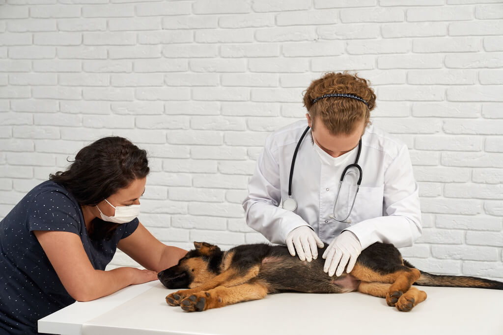 care and vaccination for pet