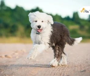 Sheepadoodle Dog Breed