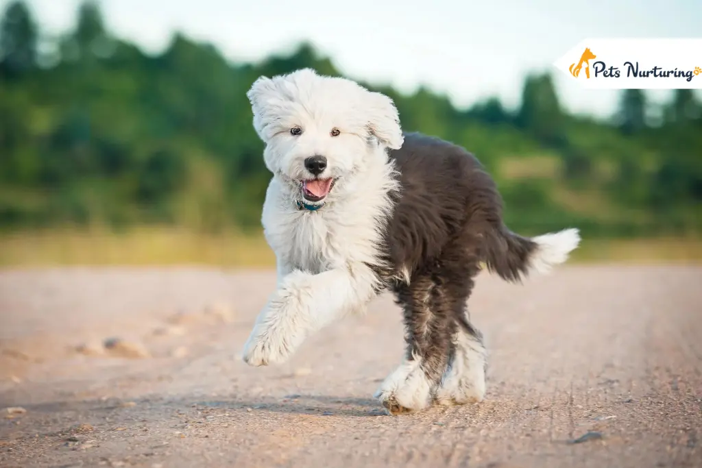 Sheepadoodle Dog Breed