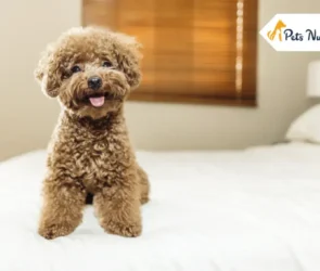 Toy Poodle Dog