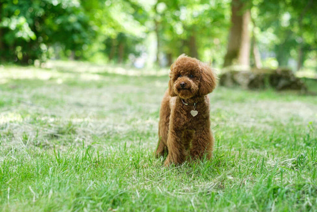 Toy Poodle appearance