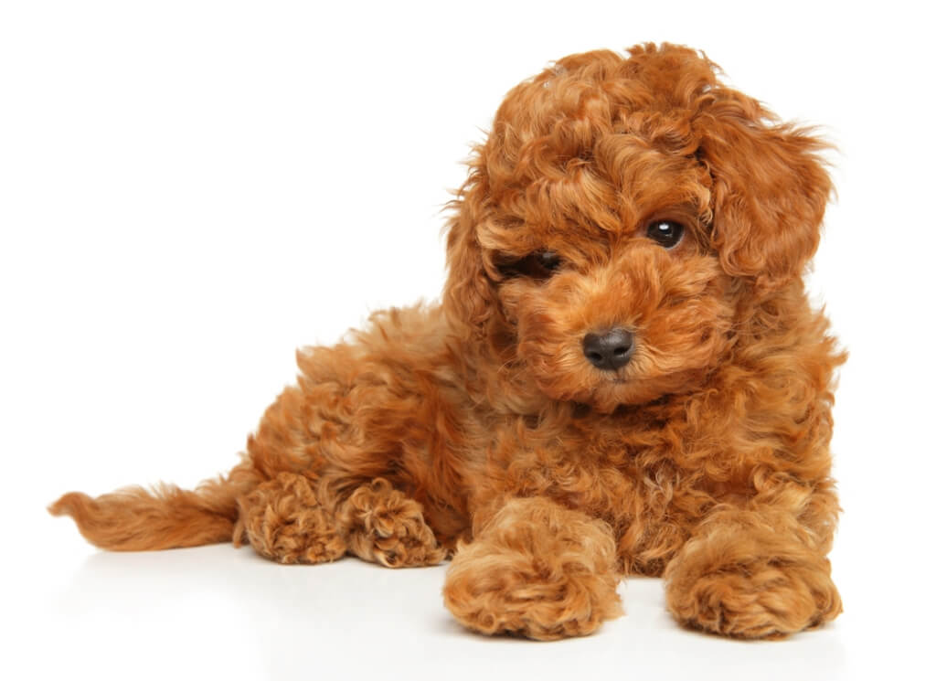 Toy Poodle history