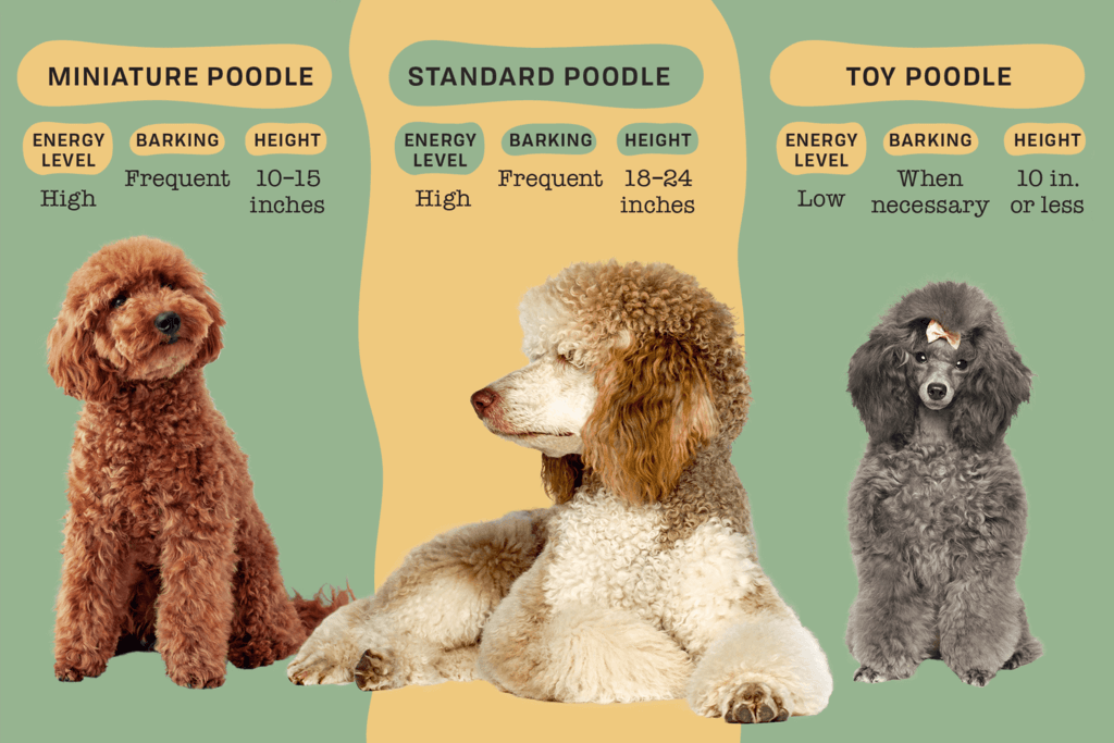 Toy poodle Appearance