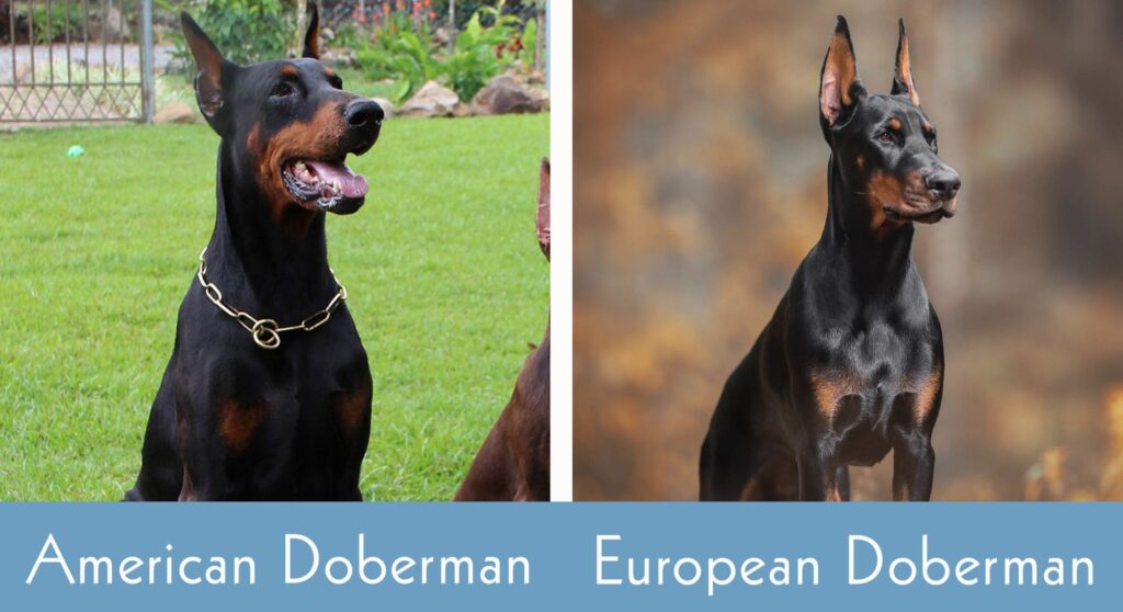 American Vs. European Doberman