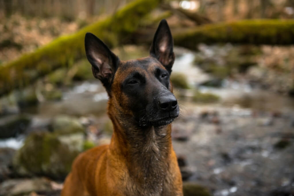 History of  belgian malinois 