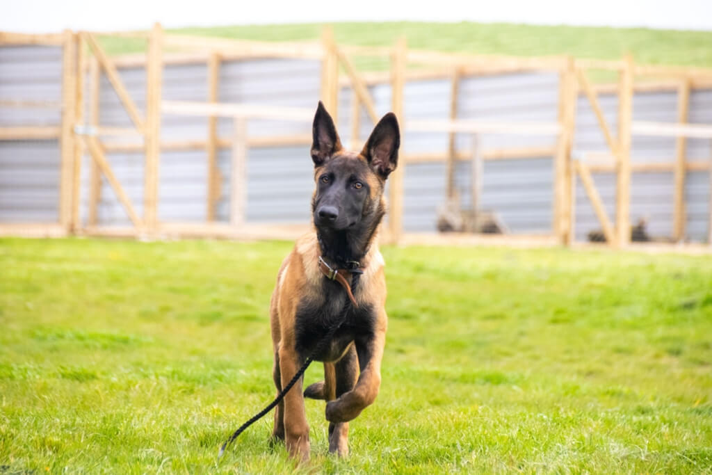 Health and Nutrition requirement for belgian malinois puppy